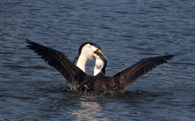 Pied cormorant feeding its chick
